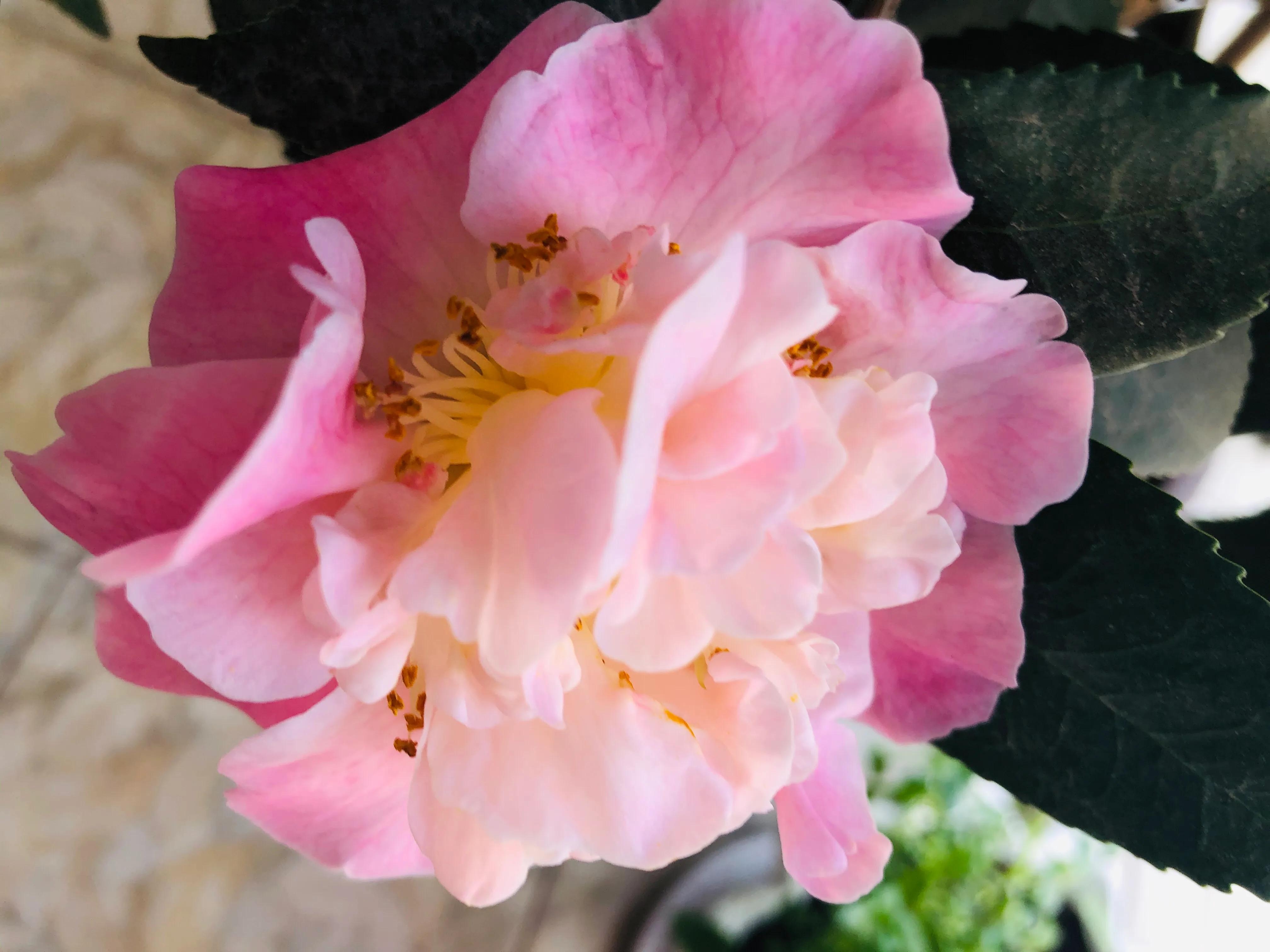 艳而不俗，美而不骄，清香宜人的香妃茶花(图12)