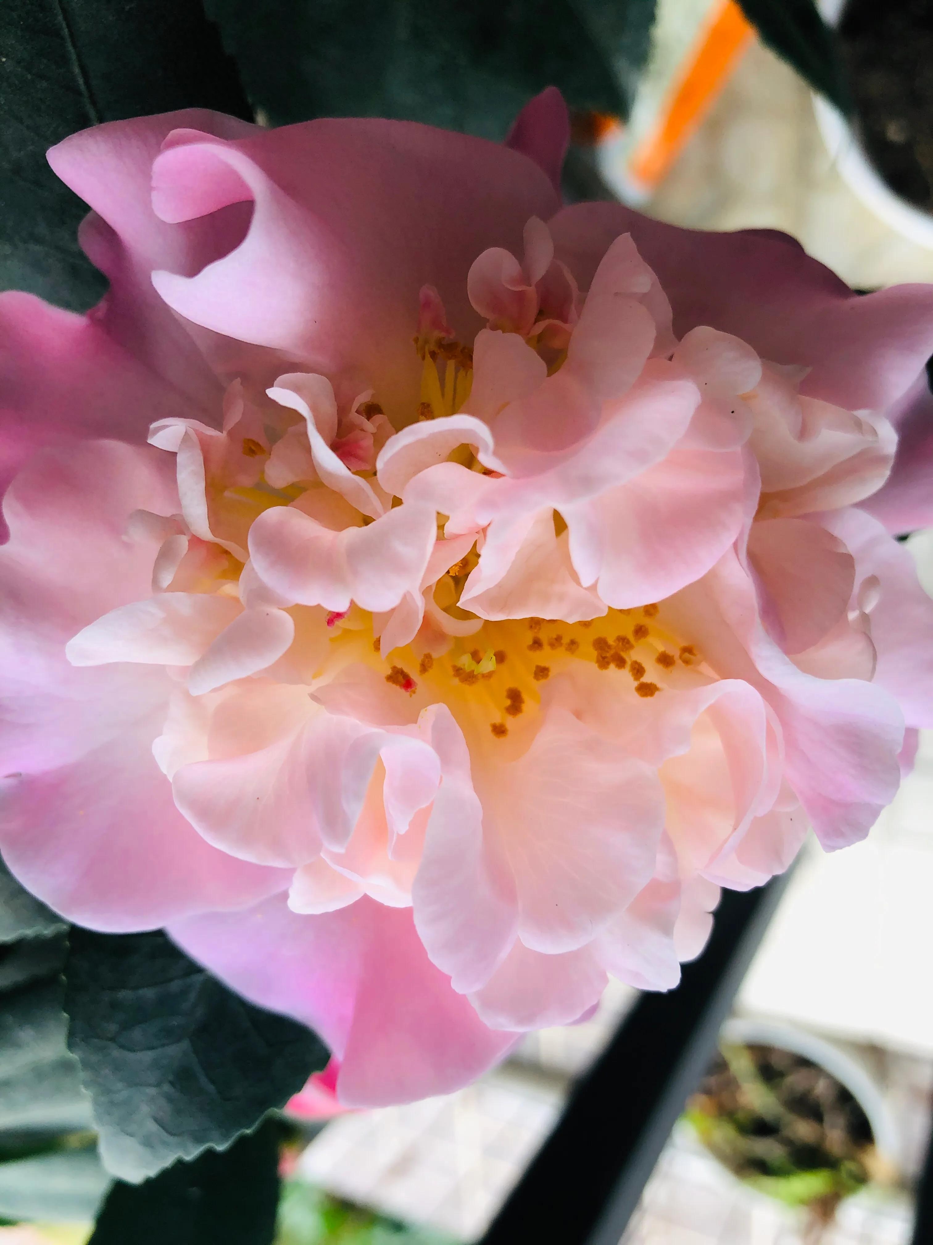 艳而不俗，美而不骄，清香宜人的香妃茶花(图15)