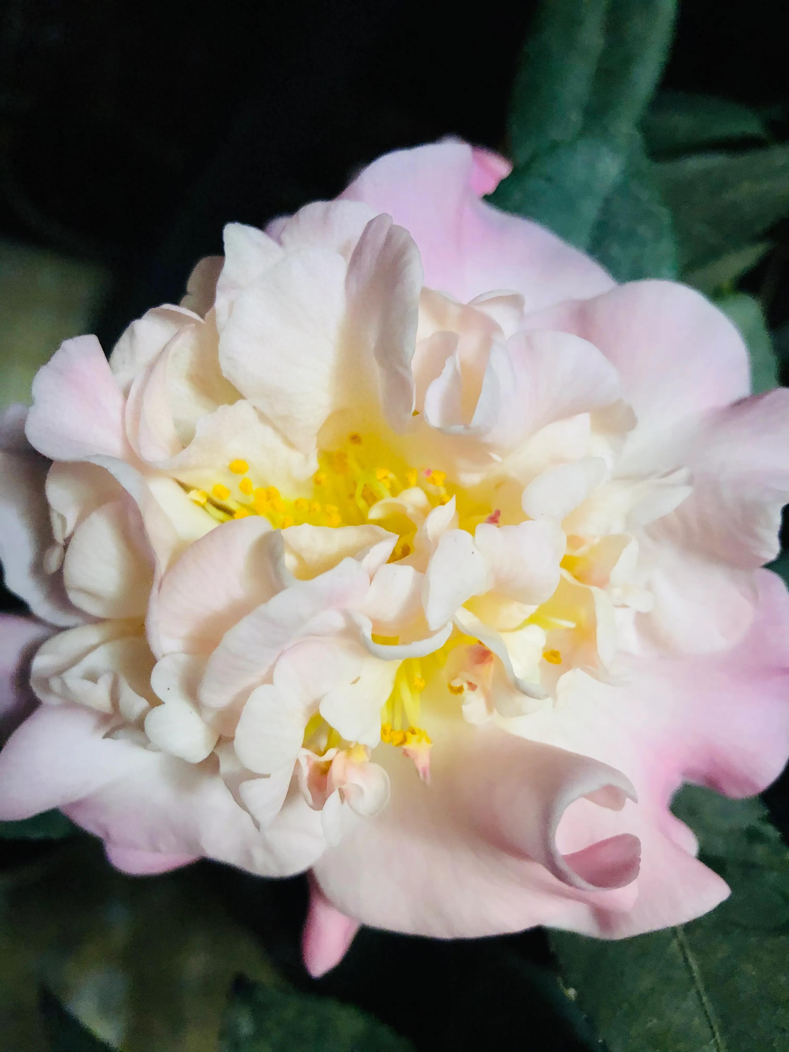 艳而不俗，美而不骄，清香宜人的香妃茶花(图16)