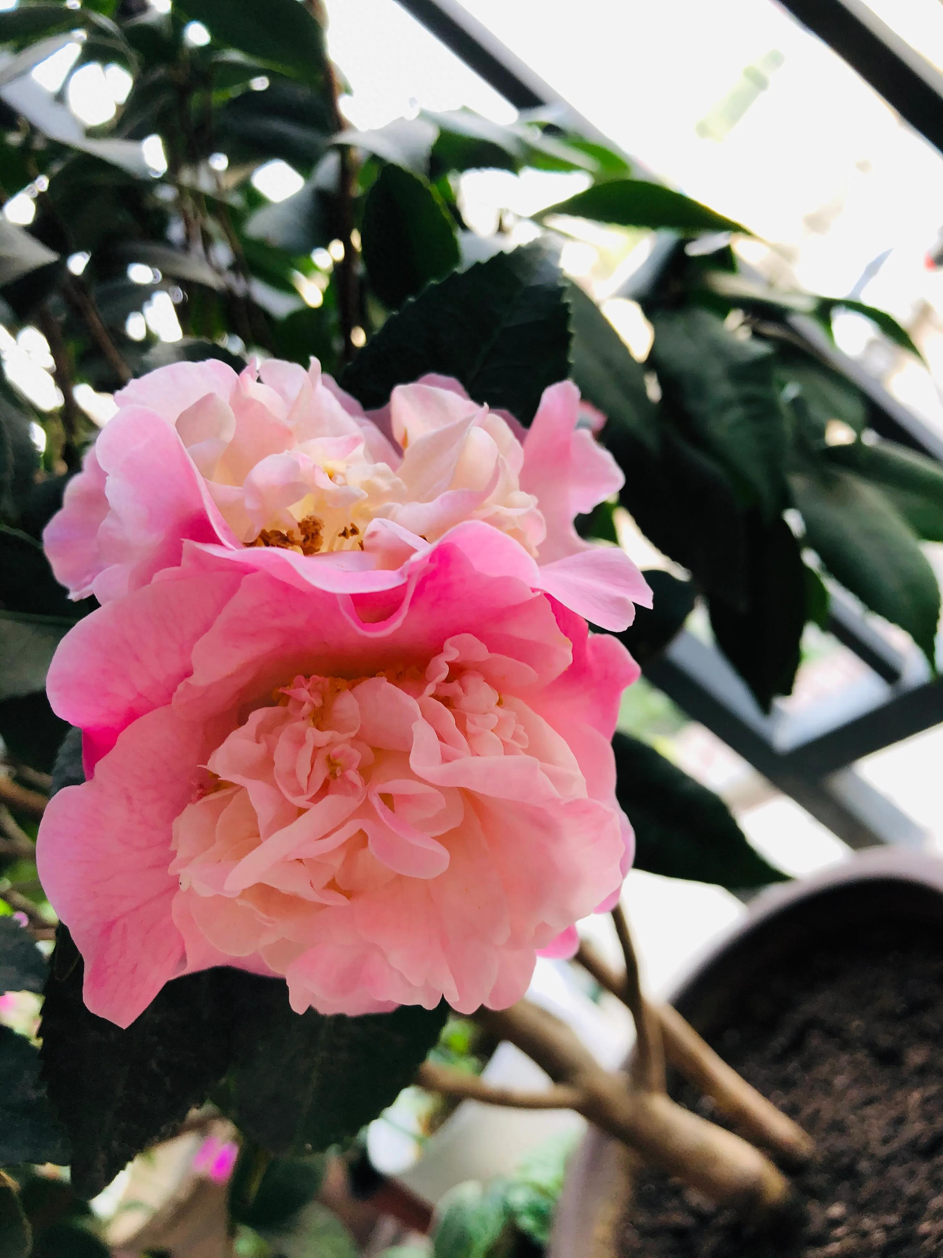 艳而不俗，美而不骄，清香宜人的香妃茶花(图18)