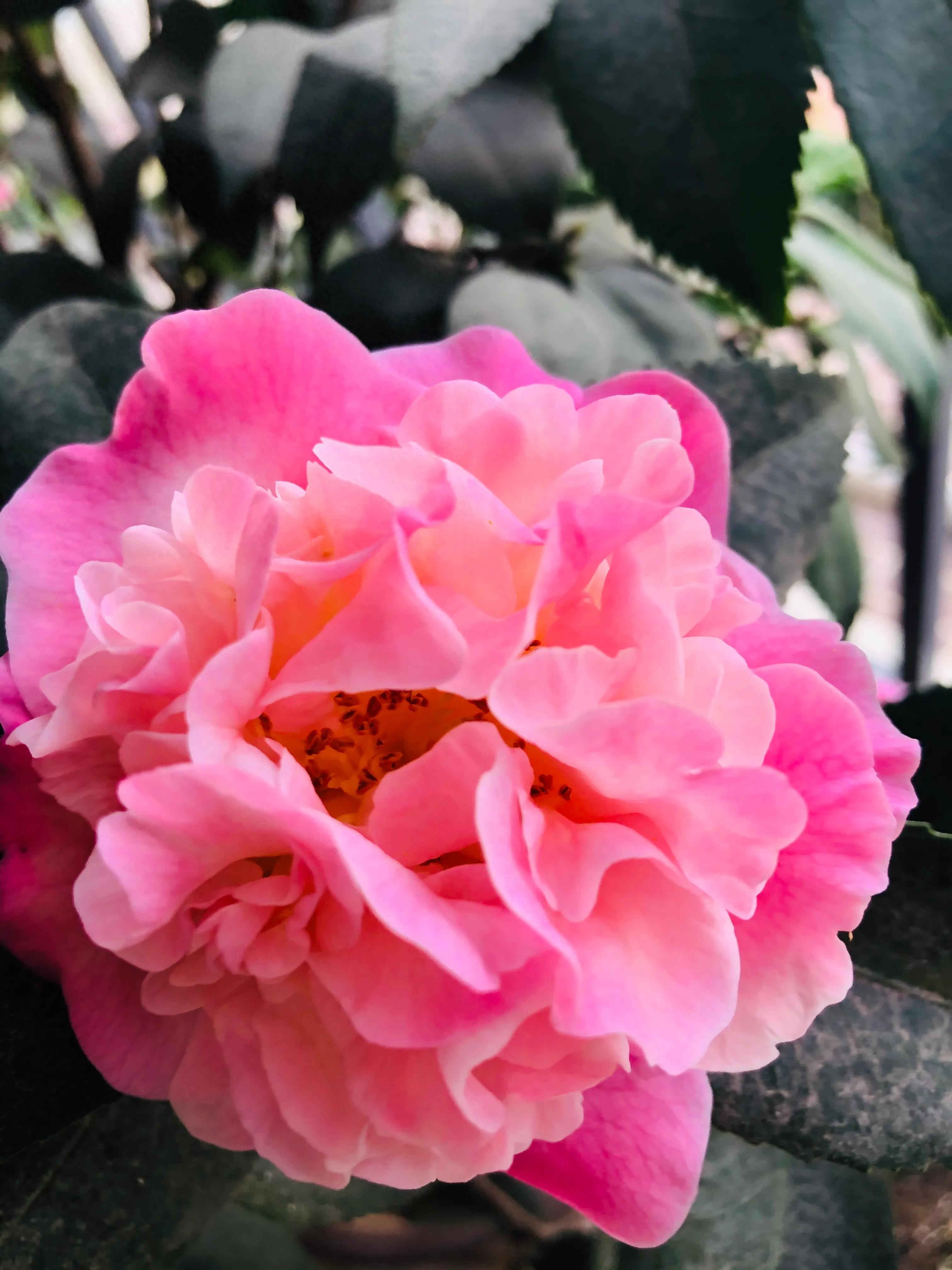 艳而不俗，美而不骄，清香宜人的香妃茶花(图19)