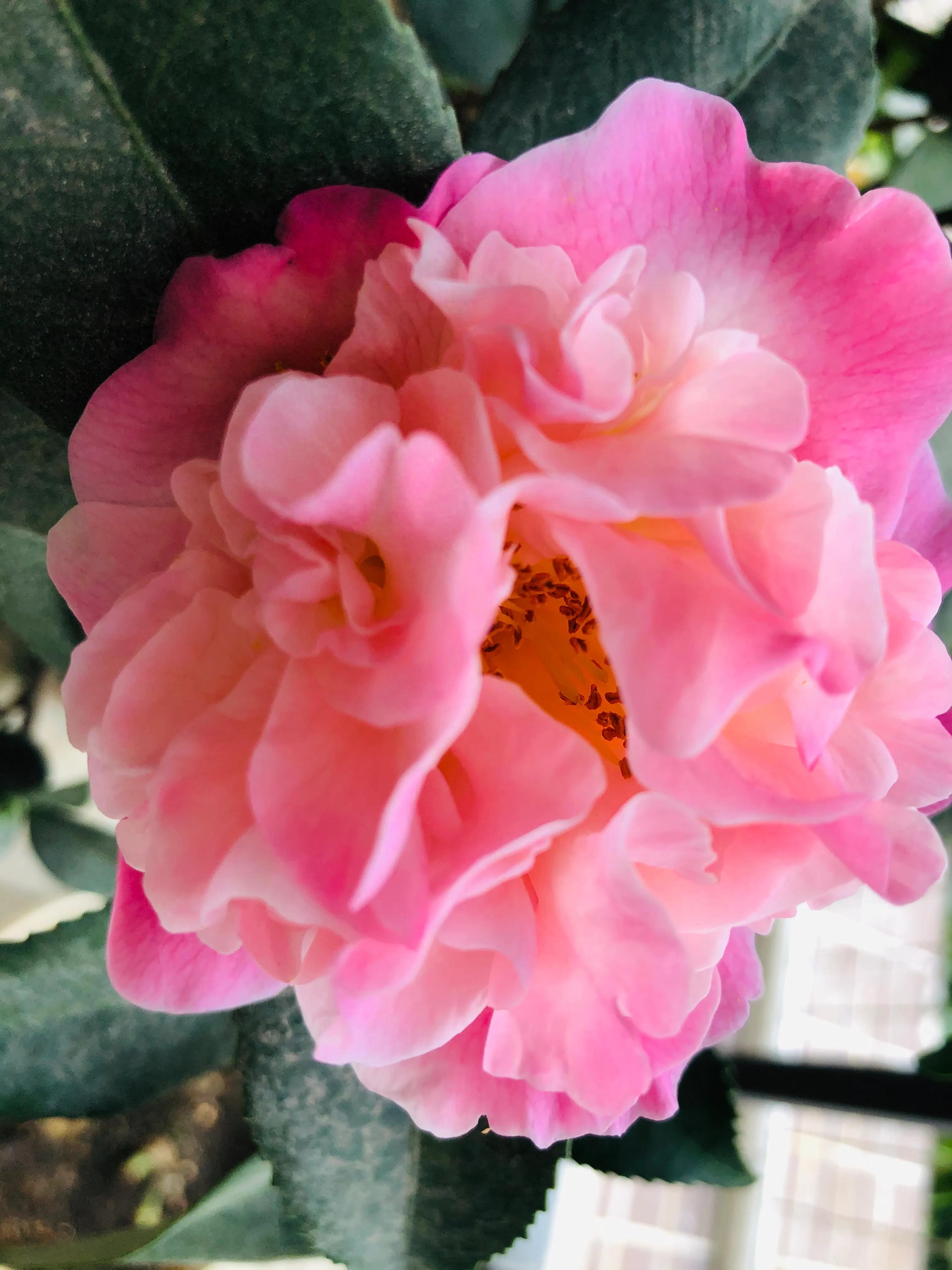 艳而不俗，美而不骄，清香宜人的香妃茶花(图20)