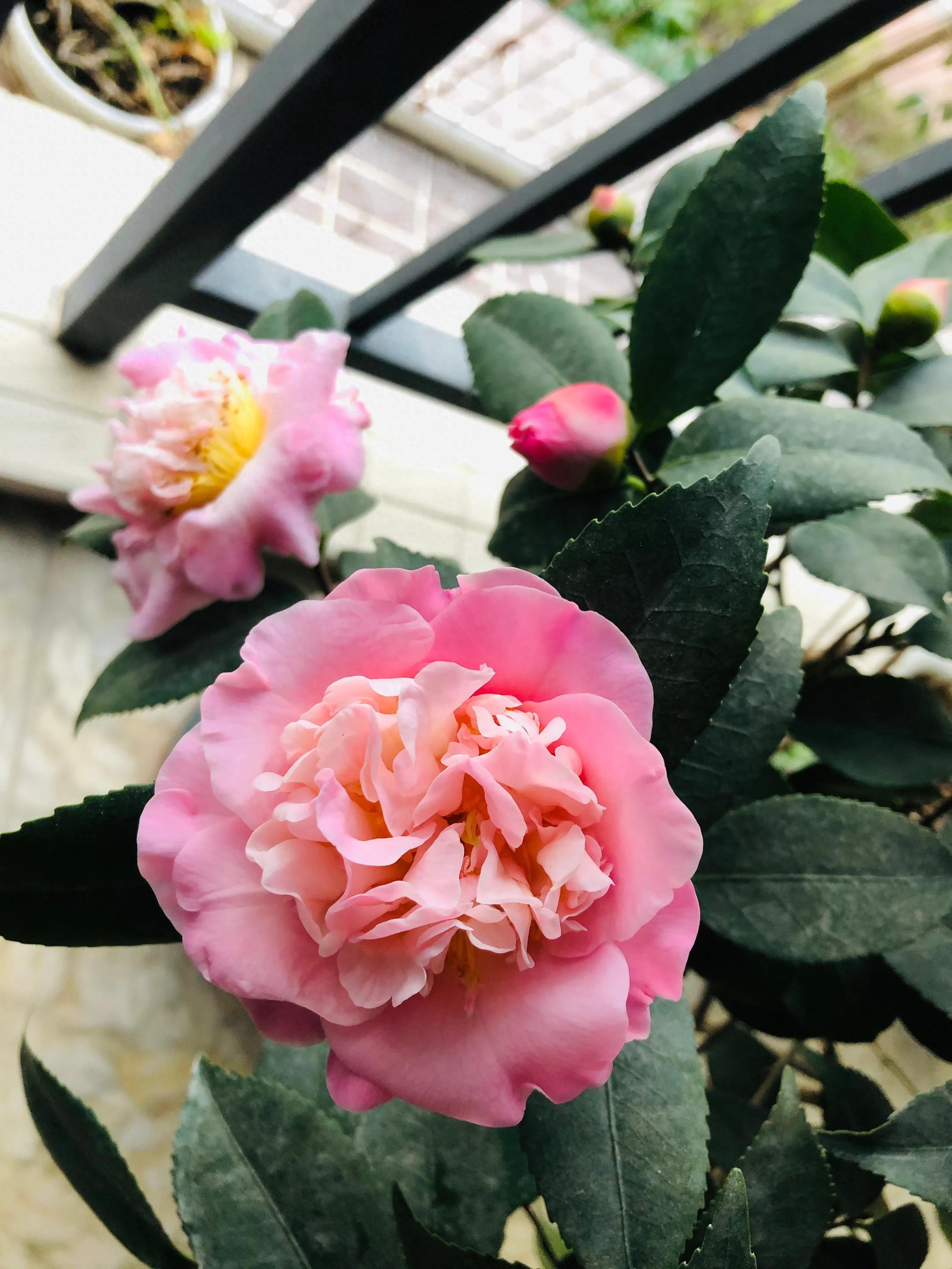 艳而不俗，美而不骄，清香宜人的香妃茶花(图21)