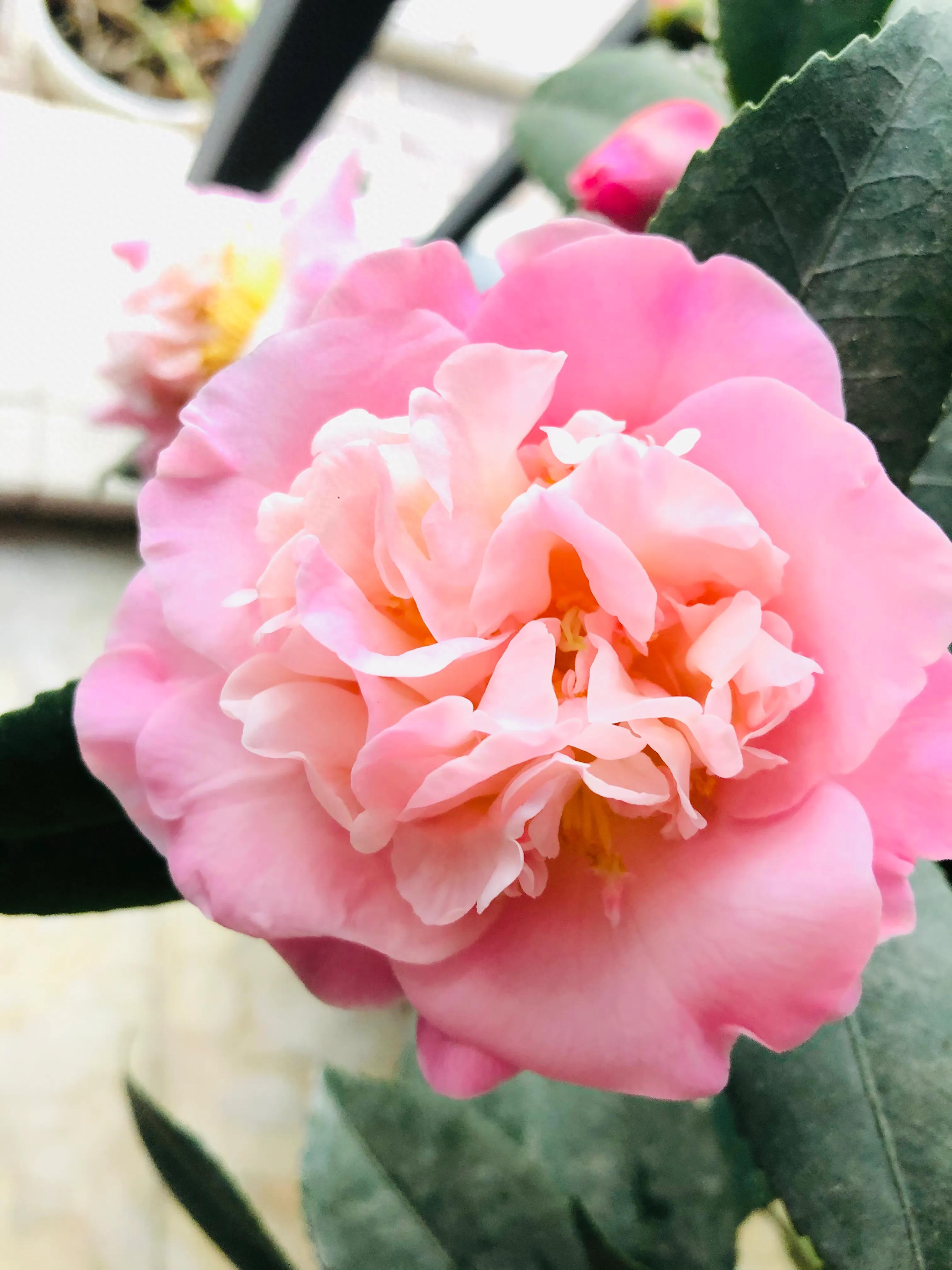 艳而不俗，美而不骄，清香宜人的香妃茶花(图22)