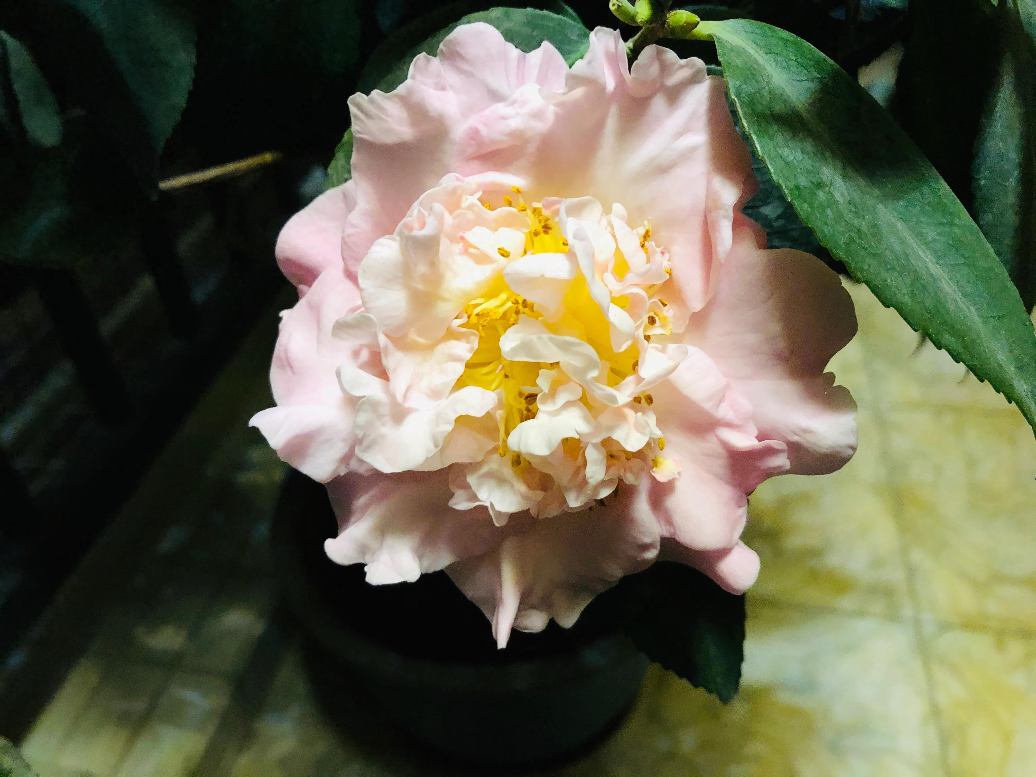 艳而不俗，美而不骄，清香宜人的香妃茶花(图23)