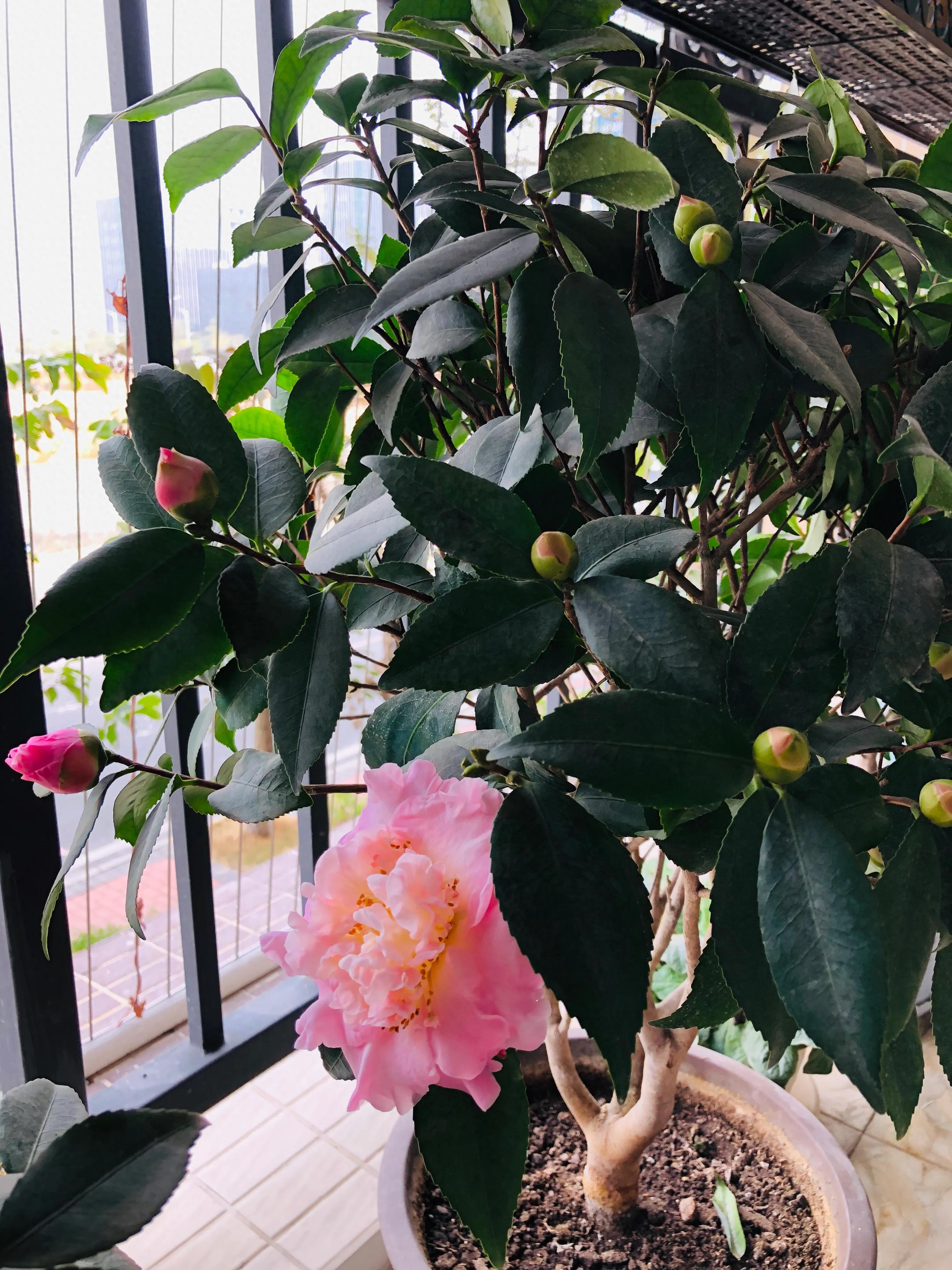 艳而不俗，美而不骄，清香宜人的香妃茶花(图24)