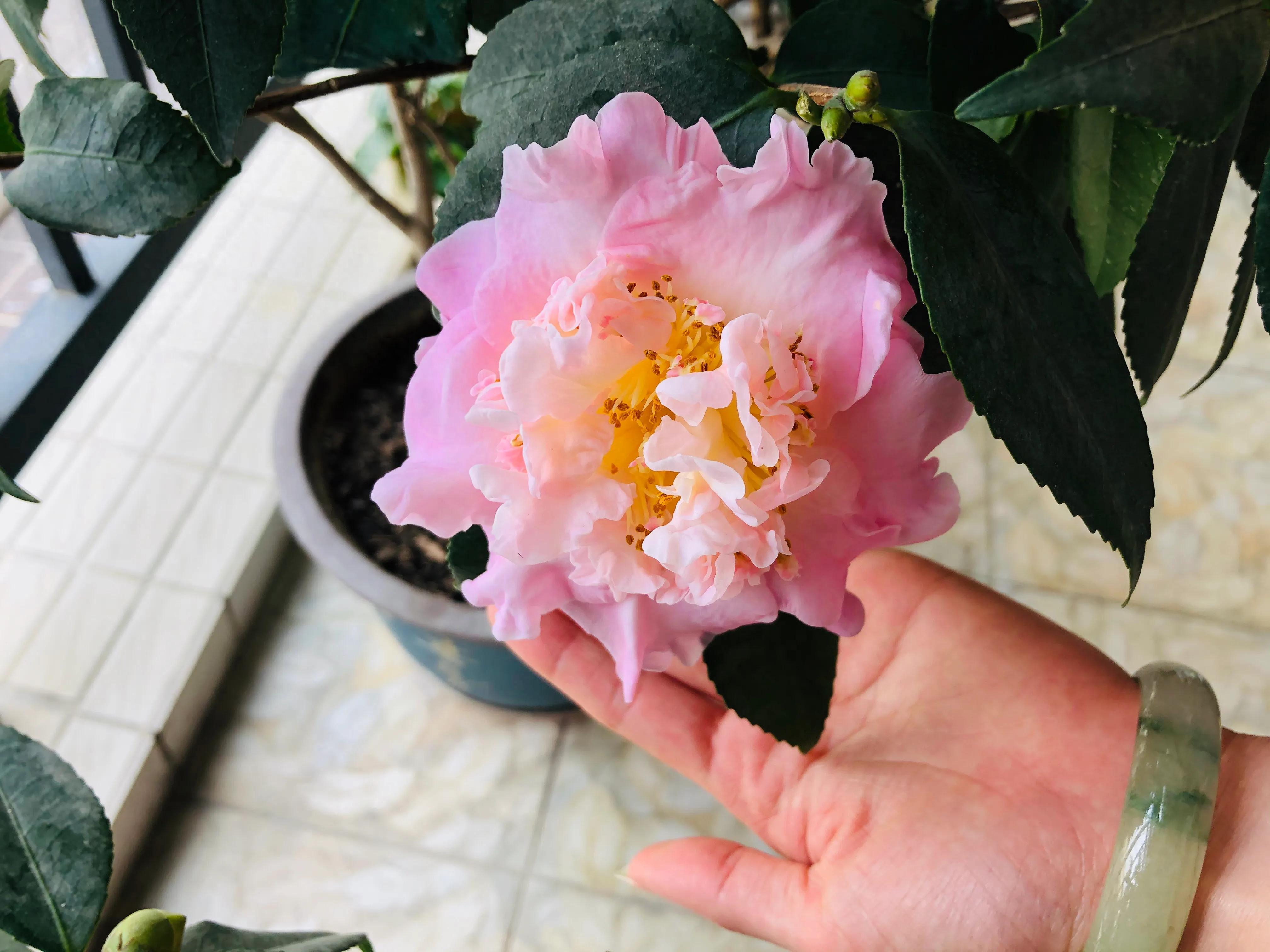 艳而不俗，美而不骄，清香宜人的香妃茶花(图25)