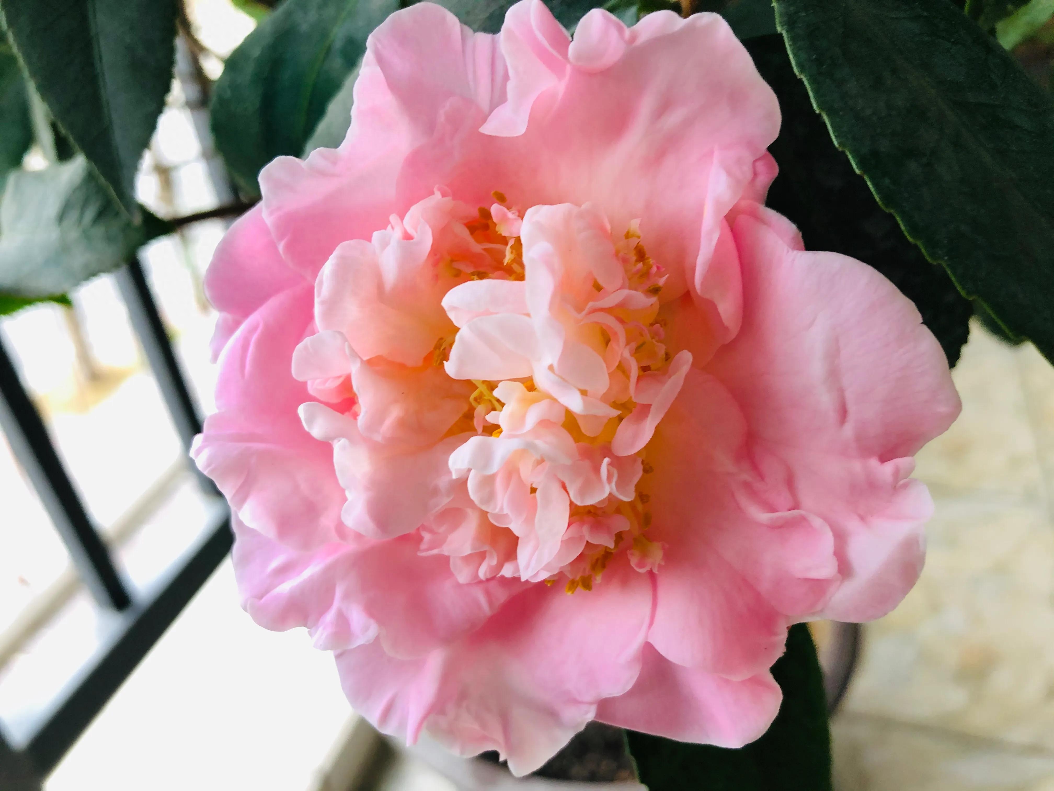 艳而不俗，美而不骄，清香宜人的香妃茶花(图26)