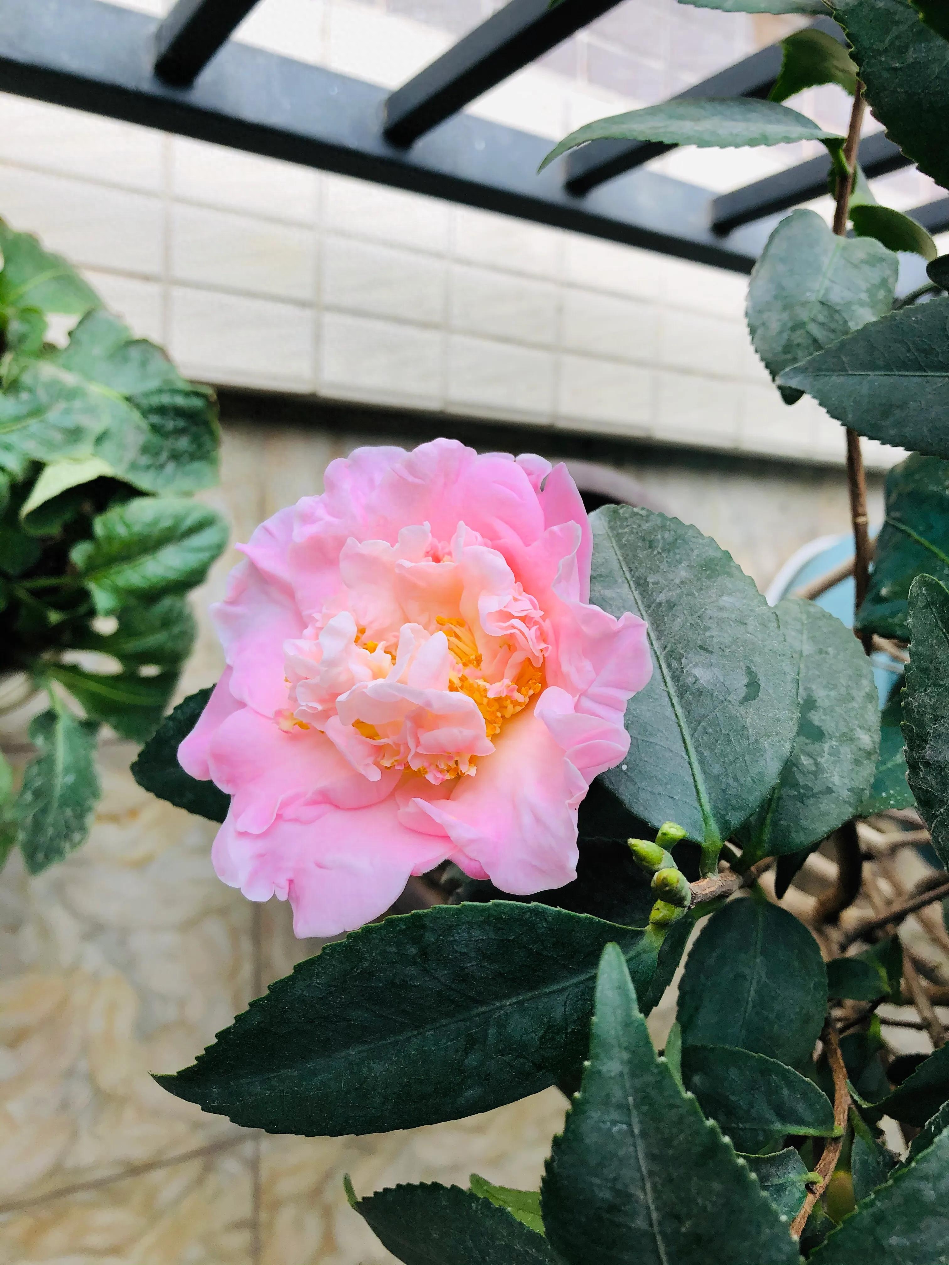 艳而不俗，美而不骄，清香宜人的香妃茶花(图27)