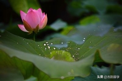 清心格言50句，值得一读再读，一品再品(图1)