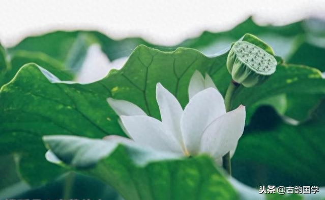 清心格言50句，值得一读再读，一品再品(图2)