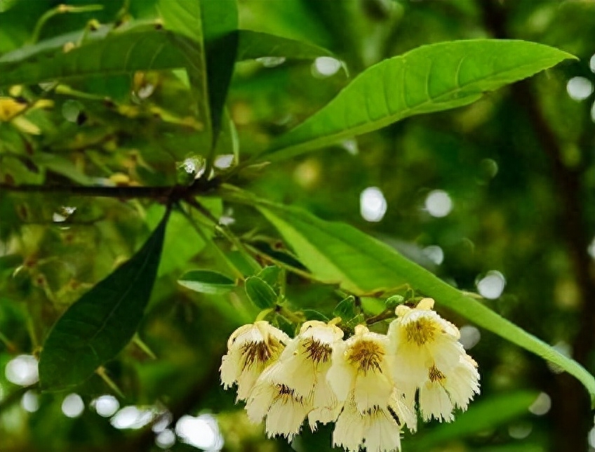 纤丝倒挂满枝条——长芒杜英(图1)