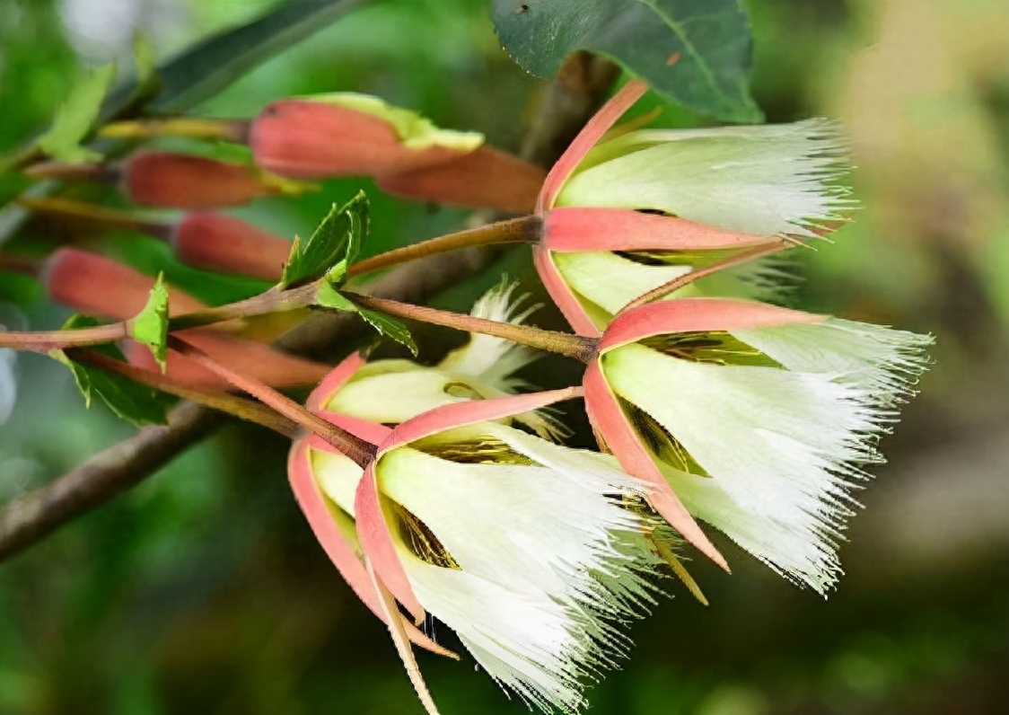 纤丝倒挂满枝条——长芒杜英(图2)