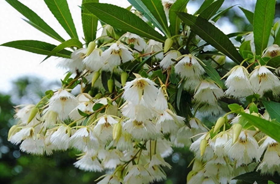 纤丝倒挂满枝条——长芒杜英(图3)