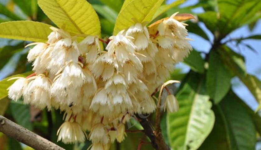 纤丝倒挂满枝条——长芒杜英(图4)