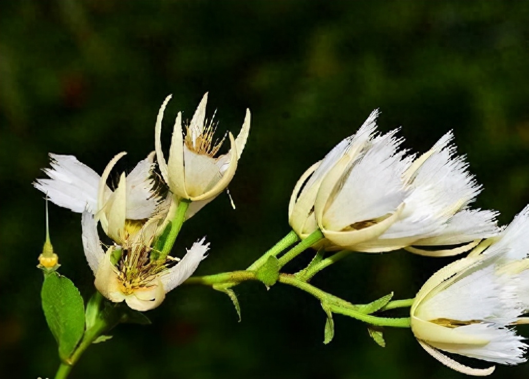 纤丝倒挂满枝条——长芒杜英(图5)