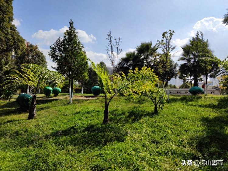 河水清澈、水草飘摇,河岸景致、色彩缤纷,初冬的昆明盘龙江,美(图4) 河水清澈、水草飘摇,河岸景致、色彩缤纷,初冬的昆明盘龙江,美(图4)