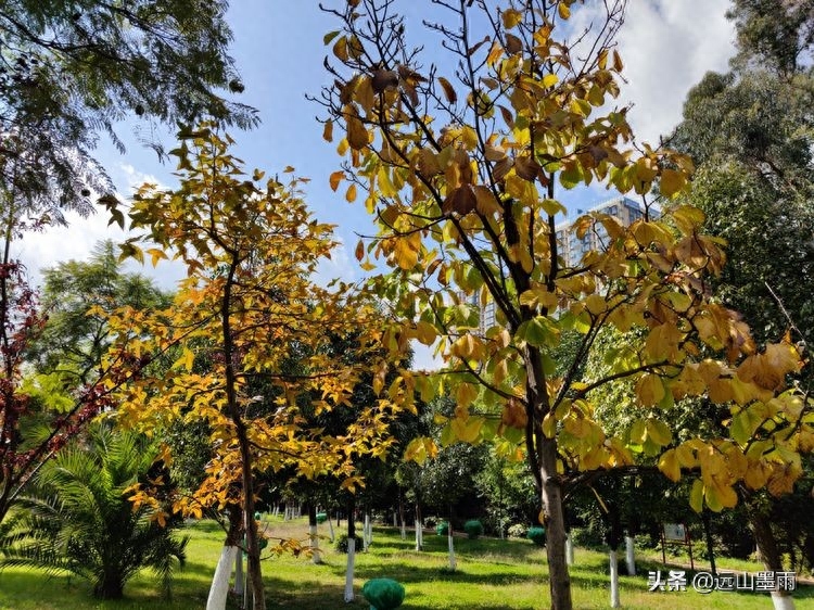 河水清澈、水草飘摇,河岸景致、色彩缤纷,初冬的昆明盘龙江,美(图11) 河水清澈、水草飘摇,河岸景致、色彩缤纷,初冬的昆明盘龙江,美(图11)