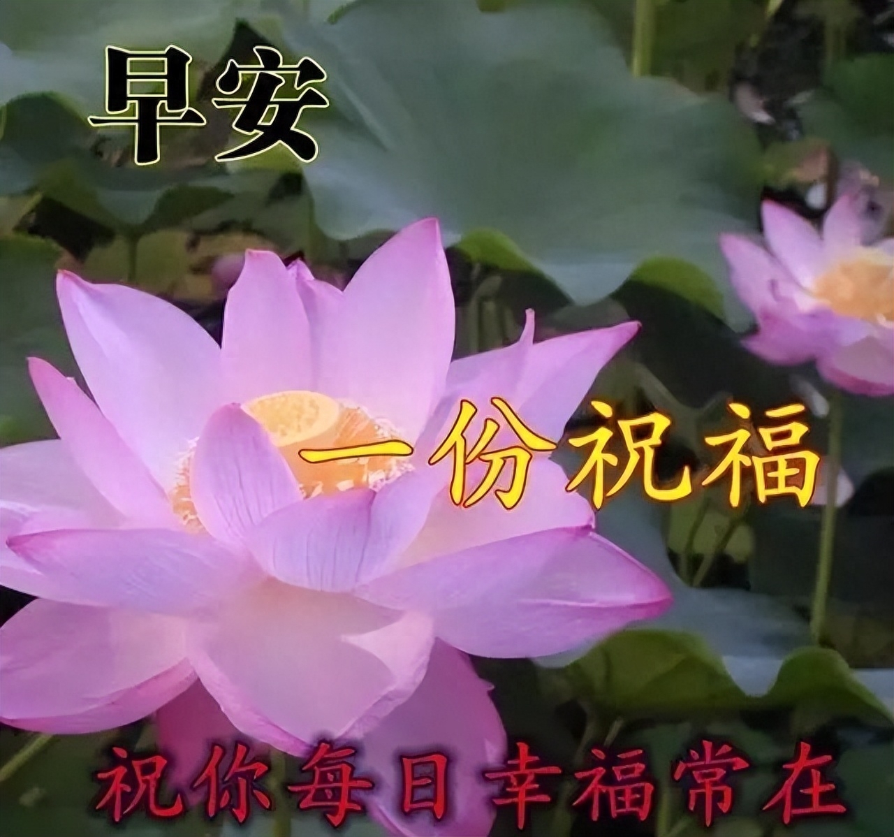 最新早上好微信暖心问候语录句子，周日早安，晴来欣赏、雨来赞扬(图3)