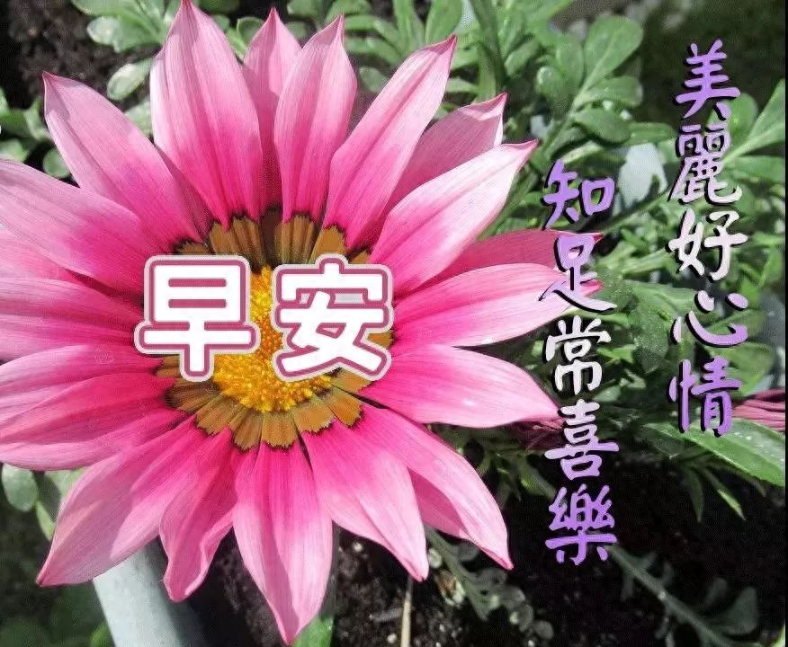 最新早上好微信暖心问候语录句子，周日早安，晴来欣赏、雨来赞扬(图8)
