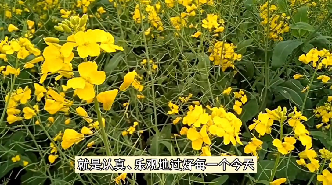 我们无须缅怀昨天，不必奢望明天，只要认真地过好每个今天(图2)