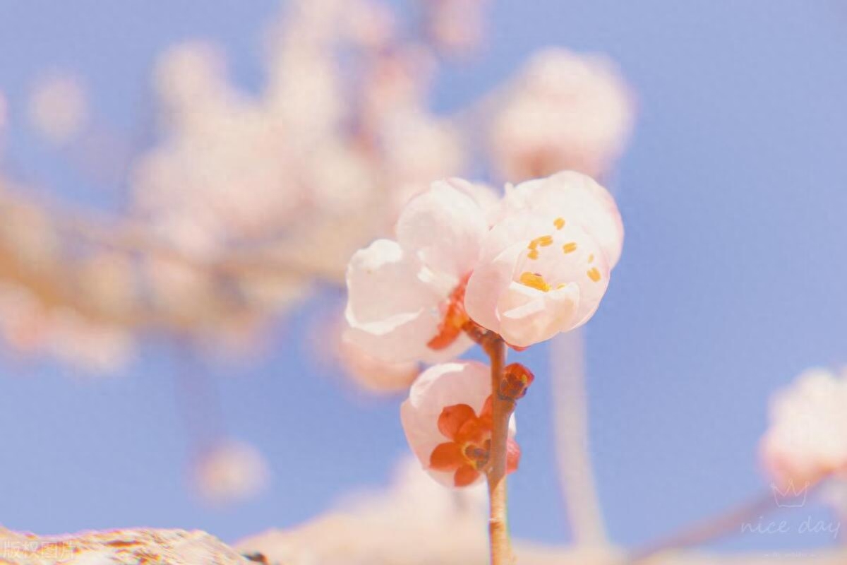 高情商的神级文案：生活或许会有遗憾，希望未来依旧美好(图1)