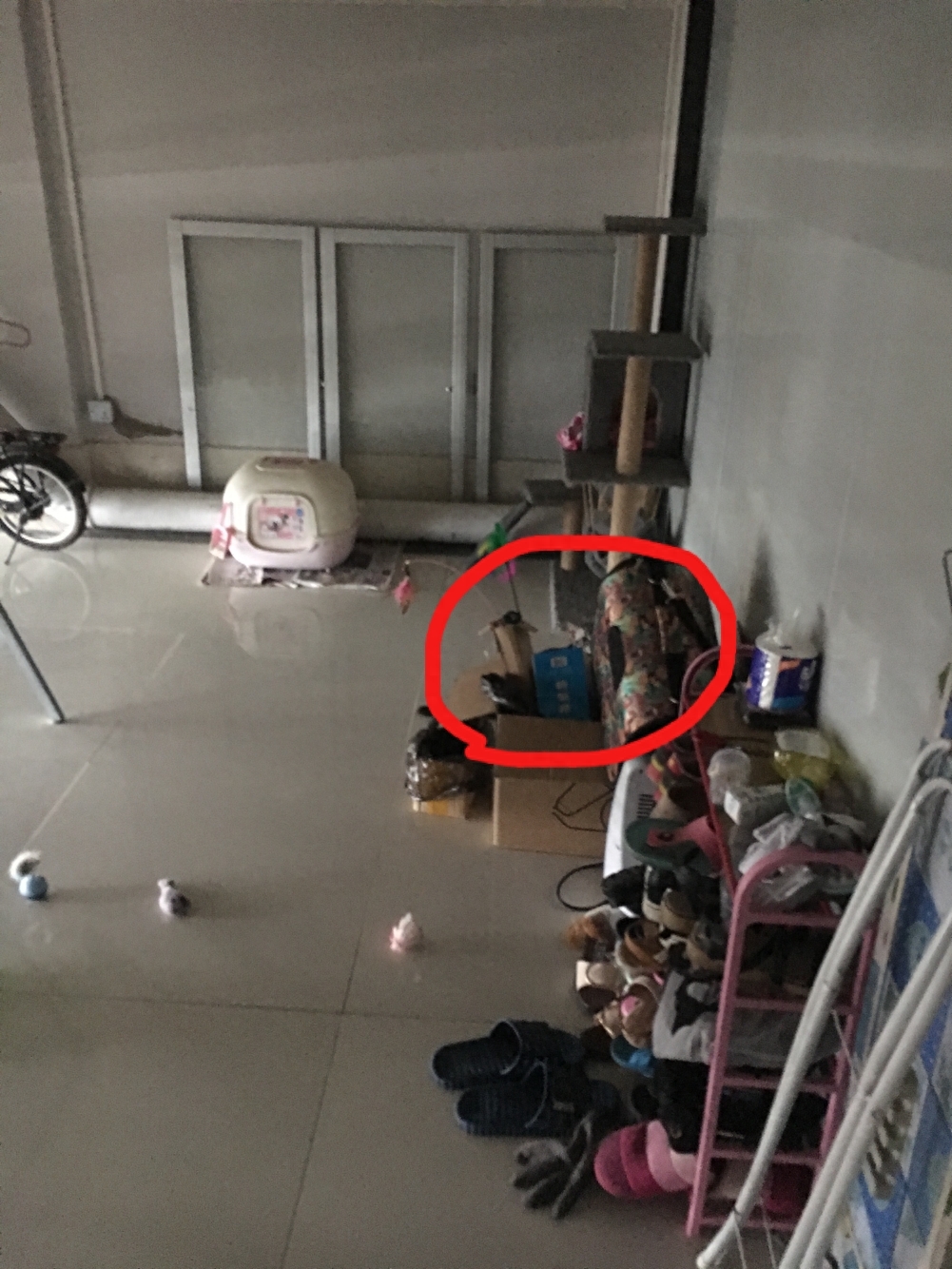 铲屎官也有春天!霸气猫君王后宫佳丽三千,却独宠我铲屎官一人哈(图2) 铲屎官也有春天!霸气猫君王后宫佳丽三千,却独宠我铲屎官一人哈(图2)