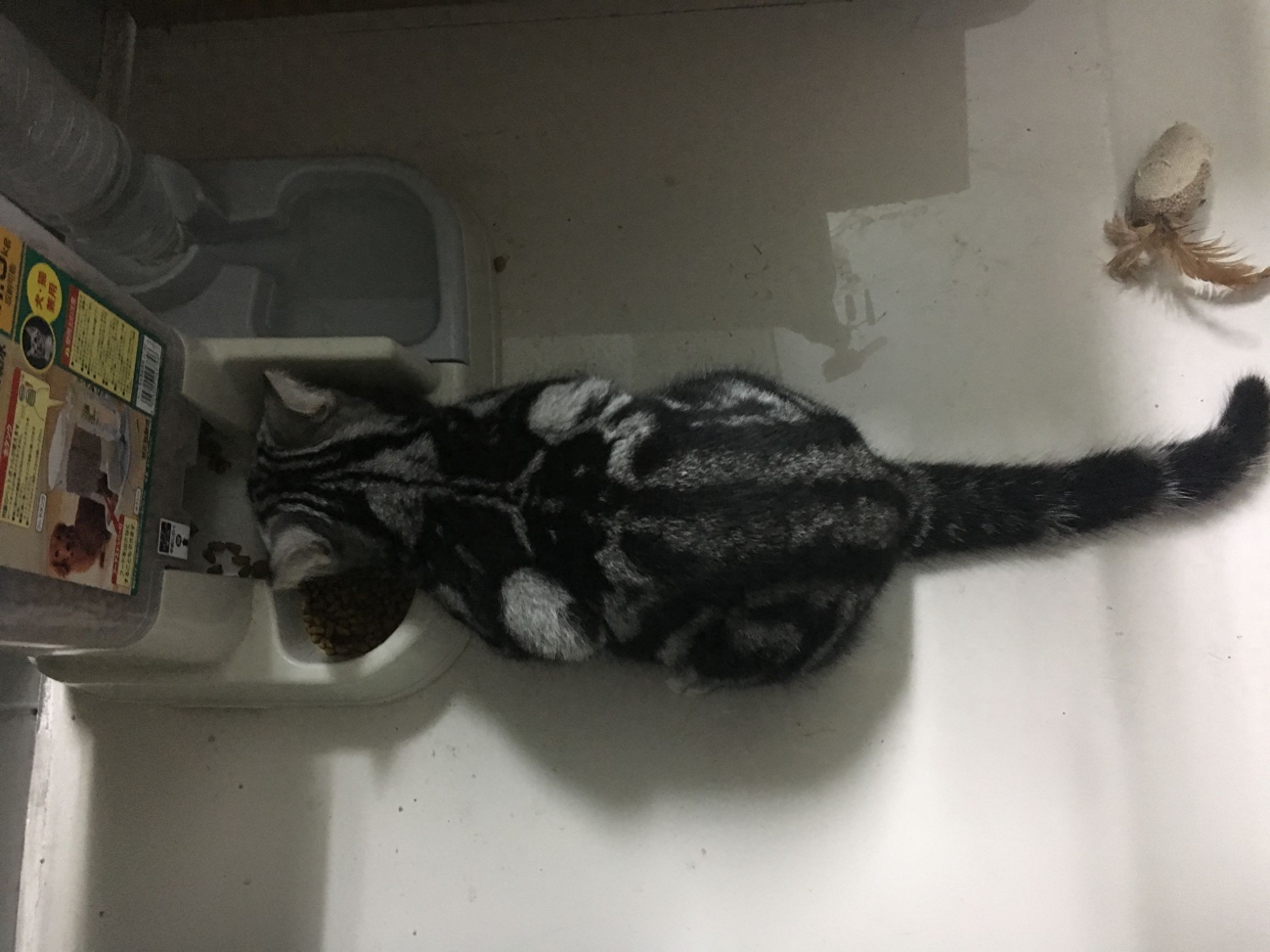 铲屎官也有春天!霸气猫君王后宫佳丽三千,却独宠我铲屎官一人哈(图3) 铲屎官也有春天!霸气猫君王后宫佳丽三千,却独宠我铲屎官一人哈(图3)