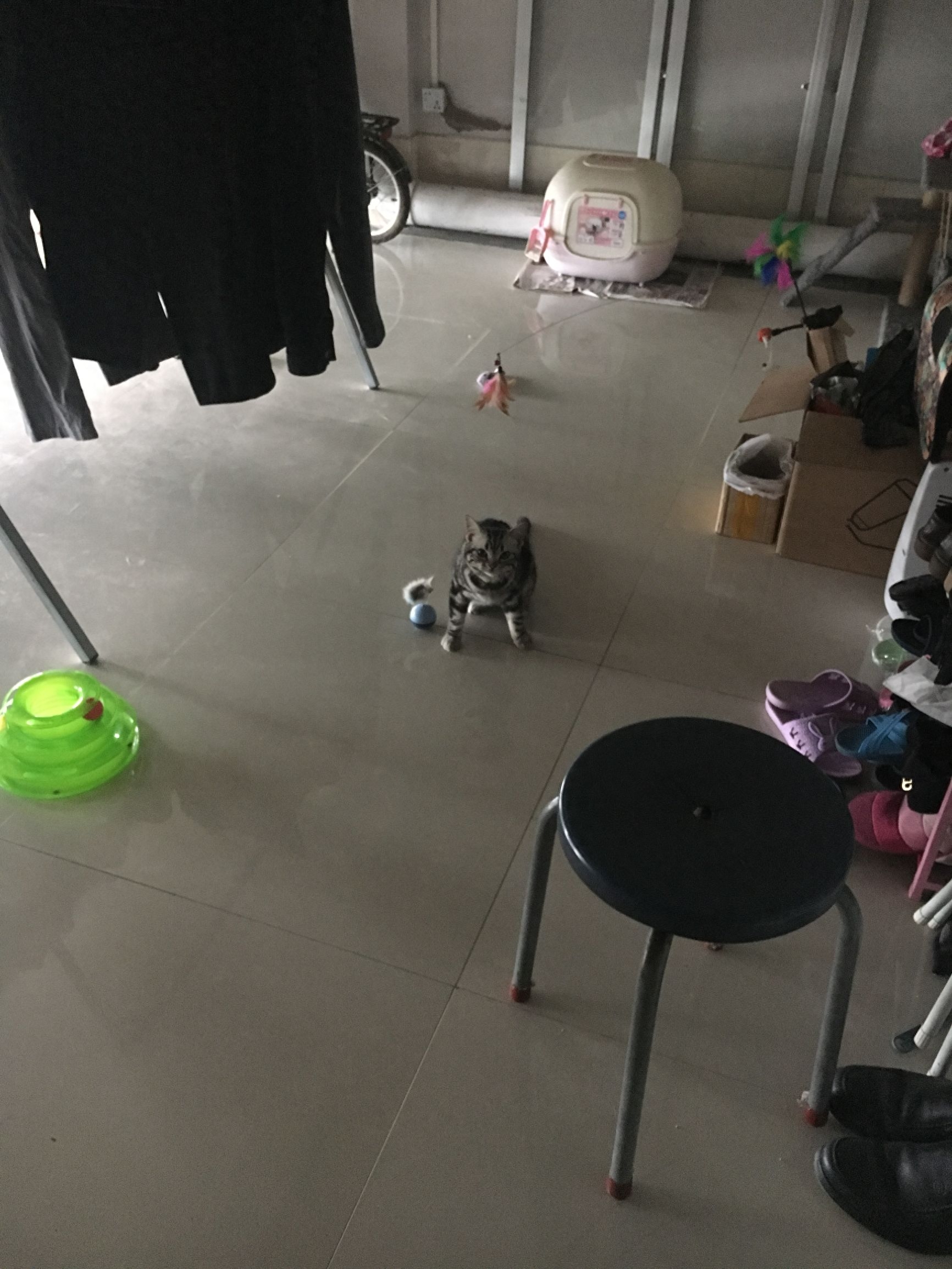 铲屎官也有春天!霸气猫君王后宫佳丽三千,却独宠我铲屎官一人哈(图4) 铲屎官也有春天!霸气猫君王后宫佳丽三千,却独宠我铲屎官一人哈(图4)