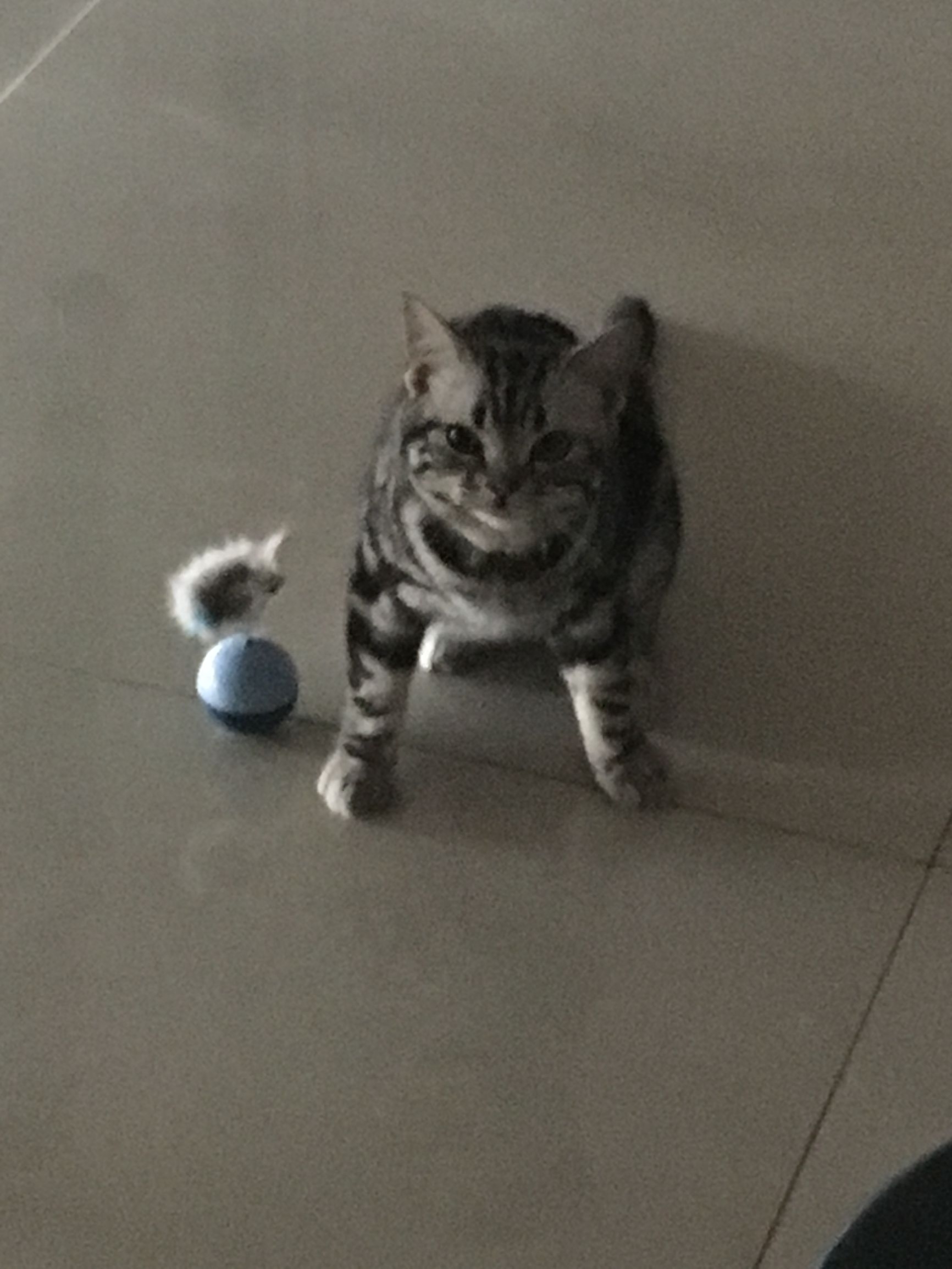 铲屎官也有春天!霸气猫君王后宫佳丽三千,却独宠我铲屎官一人哈(图6) 铲屎官也有春天!霸气猫君王后宫佳丽三千,却独宠我铲屎官一人哈(图6)