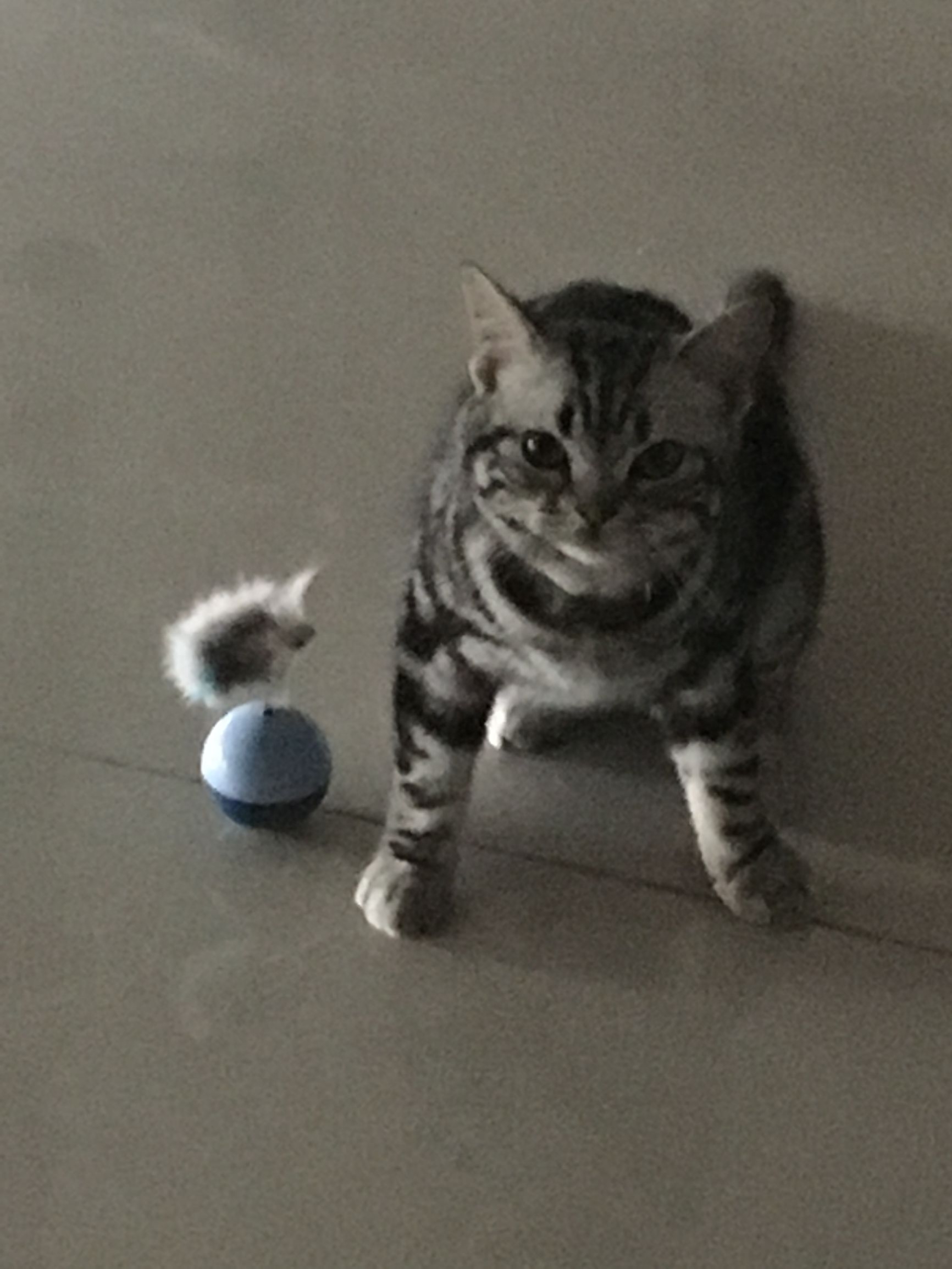 铲屎官也有春天!霸气猫君王后宫佳丽三千,却独宠我铲屎官一人哈(图7) 铲屎官也有春天!霸气猫君王后宫佳丽三千,却独宠我铲屎官一人哈(图7)