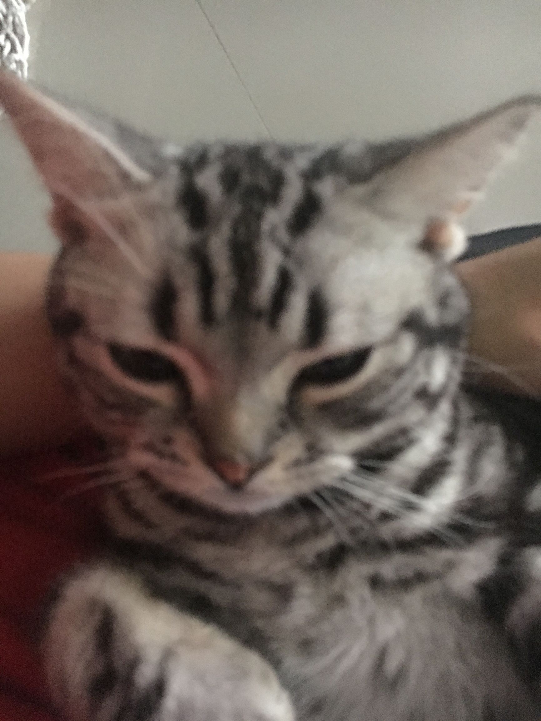 铲屎官也有春天!霸气猫君王后宫佳丽三千,却独宠我铲屎官一人哈(图10) 铲屎官也有春天!霸气猫君王后宫佳丽三千,却独宠我铲屎官一人哈(图10)