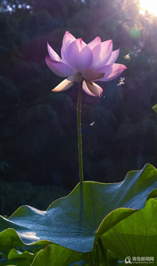 青岛大胡子老头20年与莲为伴 他拍的荷花大片仙气飘飘(图1)