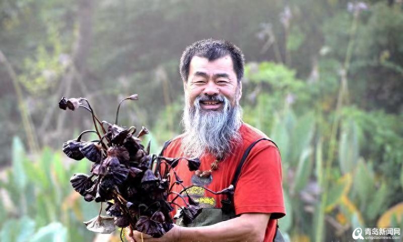 青岛大胡子老头20年与莲为伴 他拍的荷花大片仙气飘飘(图2)