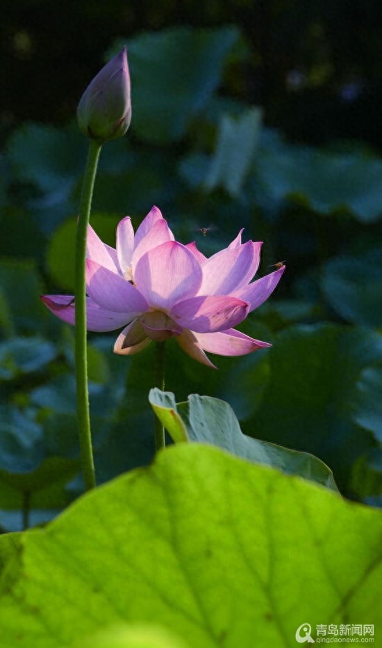 青岛大胡子老头20年与莲为伴 他拍的荷花大片仙气飘飘(图4)