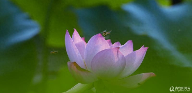 青岛大胡子老头20年与莲为伴 他拍的荷花大片仙气飘飘(图6)