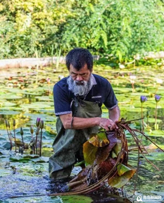 青岛大胡子老头20年与莲为伴 他拍的荷花大片仙气飘飘(图7)