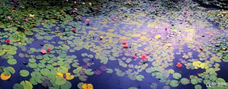 青岛大胡子老头20年与莲为伴 他拍的荷花大片仙气飘飘(图8)