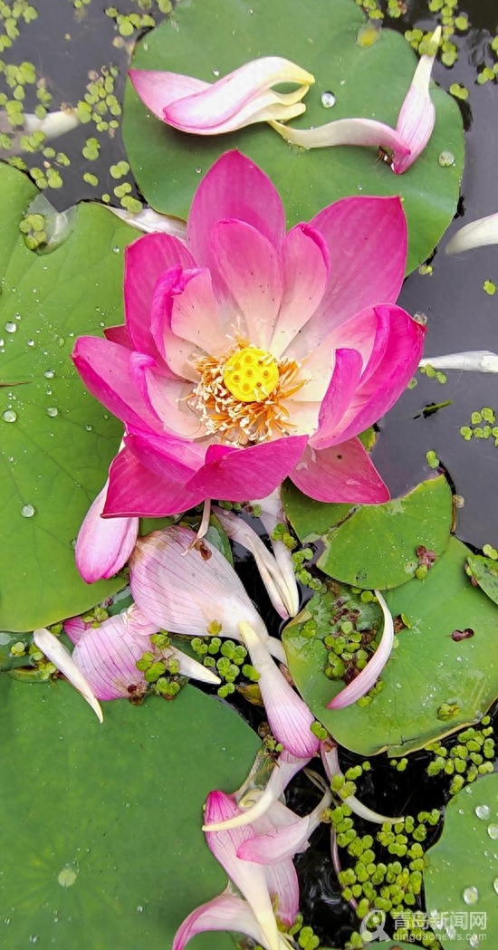 青岛大胡子老头20年与莲为伴 他拍的荷花大片仙气飘飘(图10)