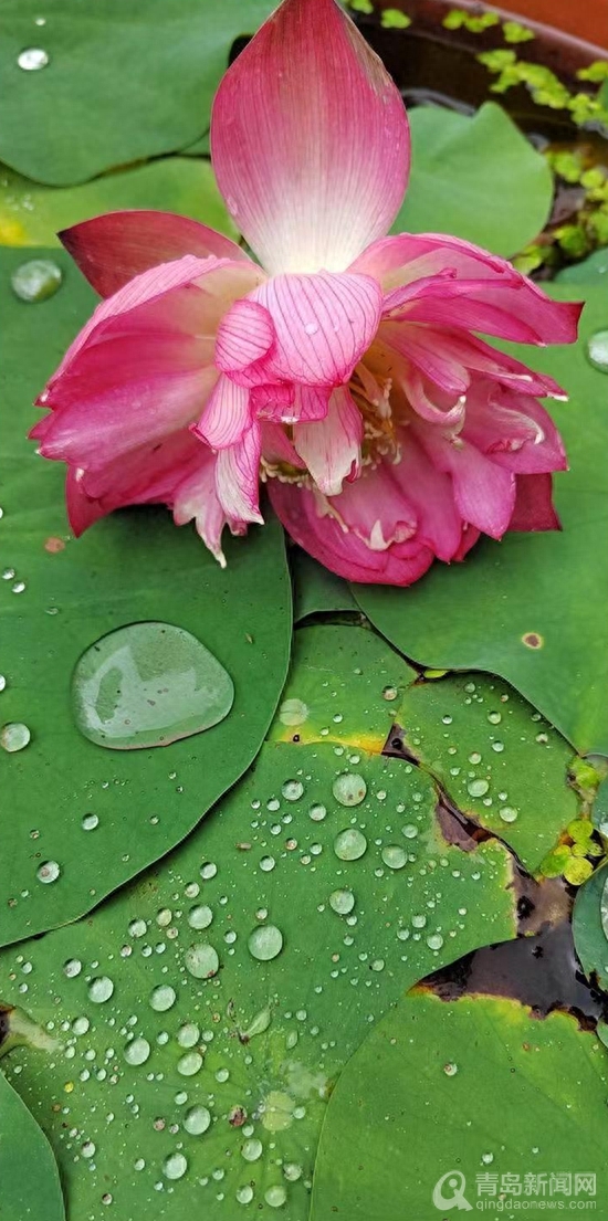 青岛大胡子老头20年与莲为伴 他拍的荷花大片仙气飘飘(图11)