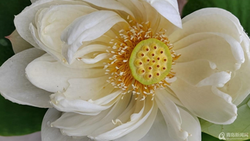 青岛大胡子老头20年与莲为伴 他拍的荷花大片仙气飘飘(图13)