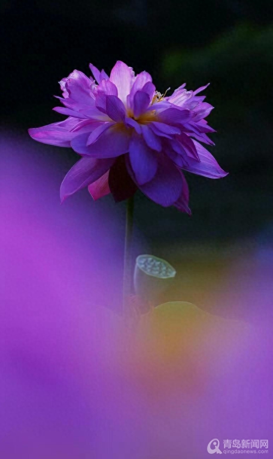 青岛大胡子老头20年与莲为伴 他拍的荷花大片仙气飘飘(图14)