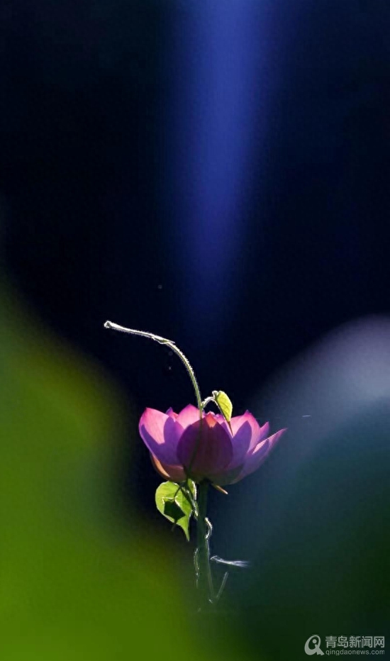 青岛大胡子老头20年与莲为伴 他拍的荷花大片仙气飘飘(图17)