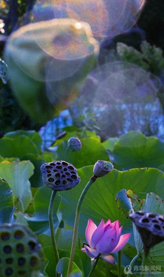 青岛大胡子老头20年与莲为伴 他拍的荷花大片仙气飘飘(图18)