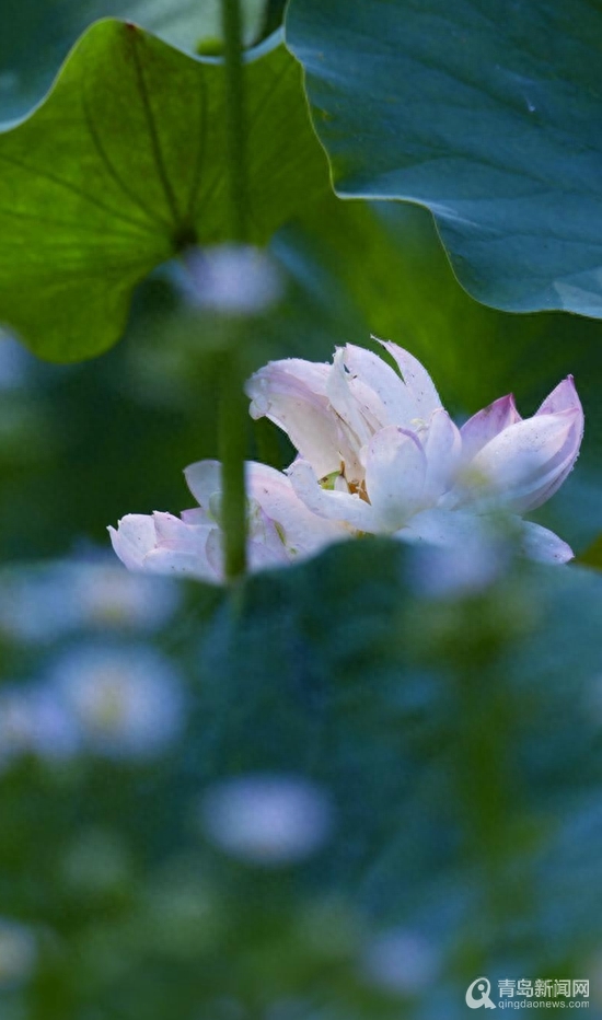 青岛大胡子老头20年与莲为伴 他拍的荷花大片仙气飘飘(图20)