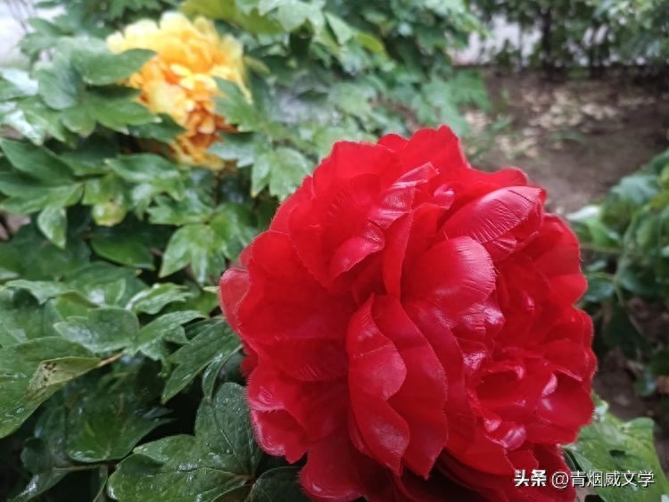 现代爱情诗：忘情水（外词一首）(图1)