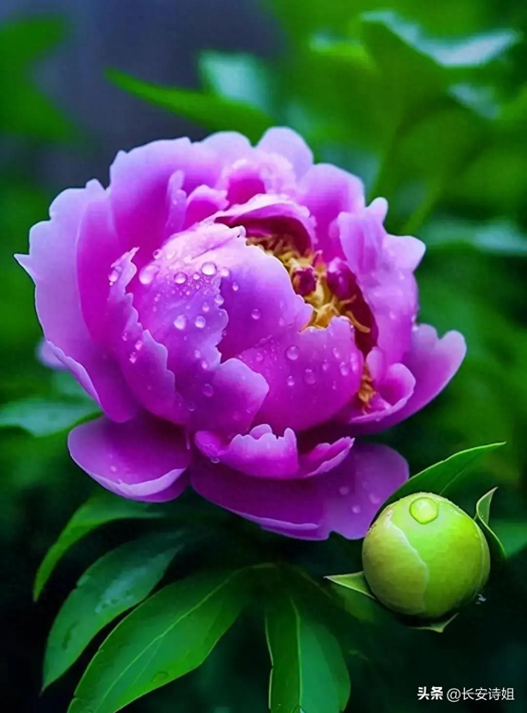 现代诗/微诗弄情（五首）(图6)