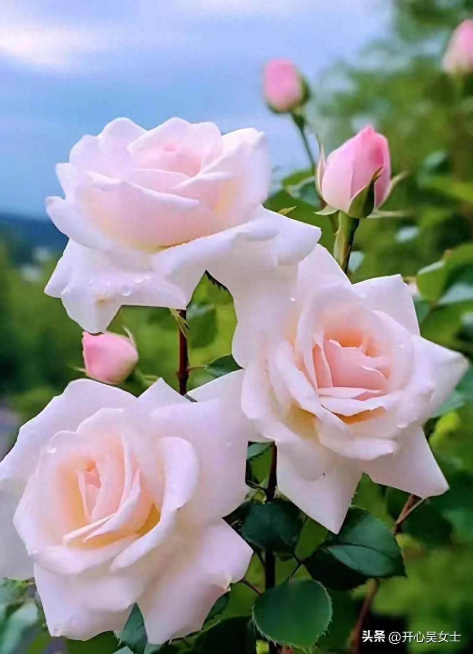 现代诗/微诗弄情（五首）(图8)