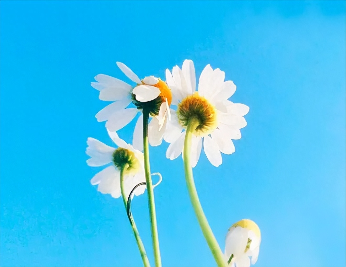 健康、平安、顺遂，就是最好的生活（原创）(图1)