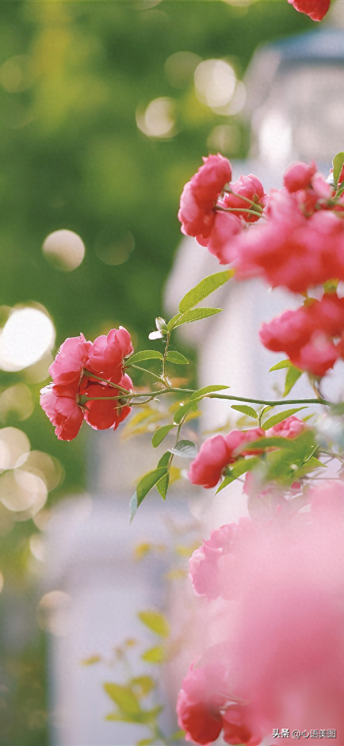 朋友圈抖音经典文案短句子：愿我们心存安暖，不惧岁月寒凉(图5)